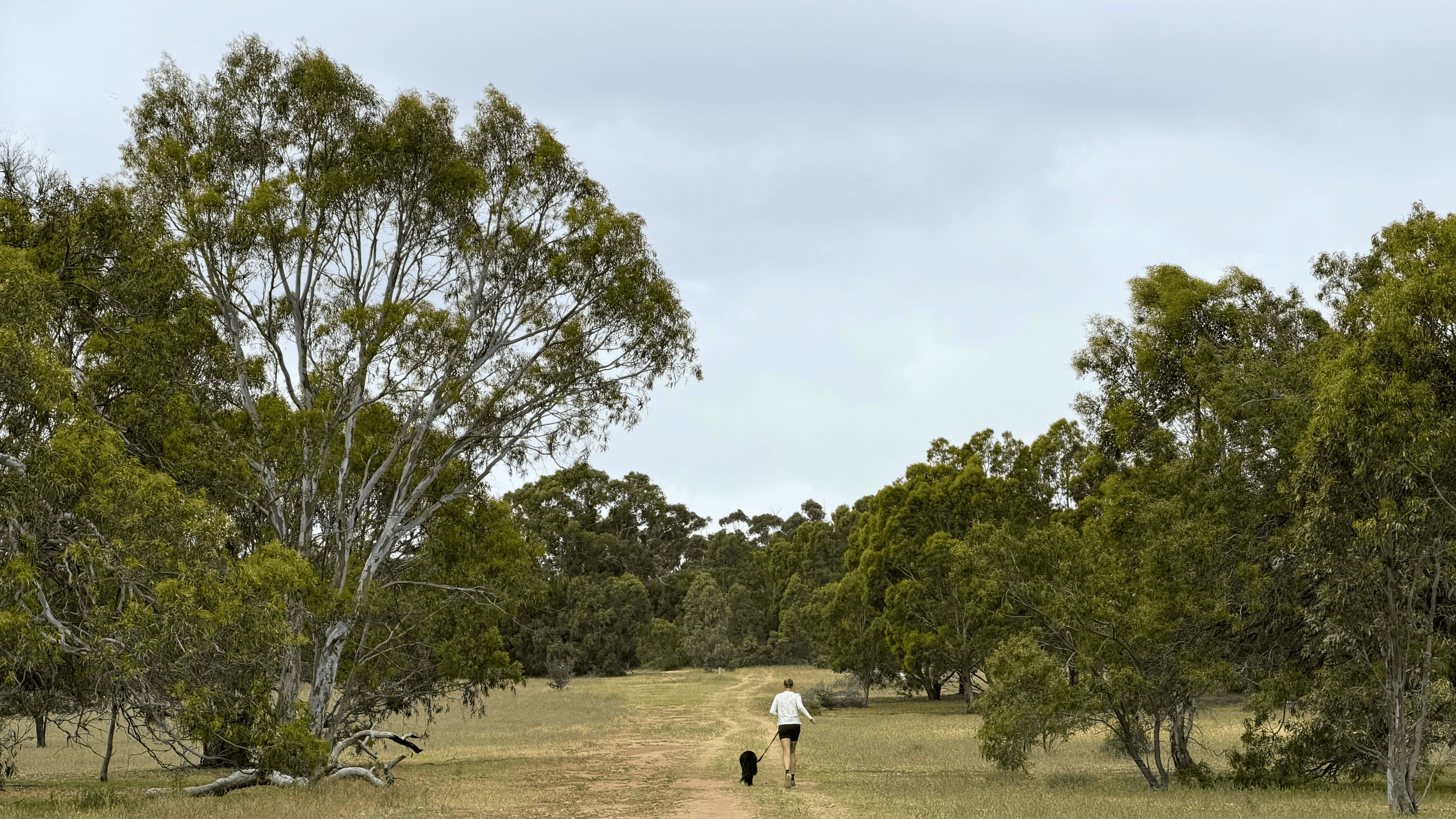 Annika (Lead Coach) and Lachi (Border Collie X) running through a forested area of the Woodlands Trail
